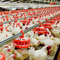 poultry
